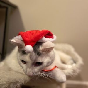 Meet your Posher, Caitlin